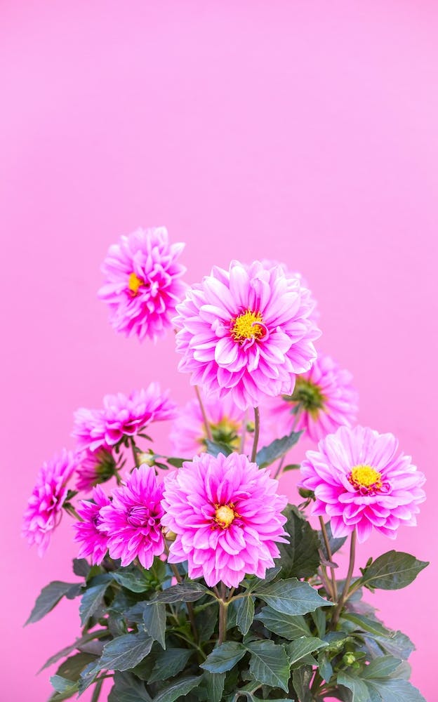 Pink Flowers