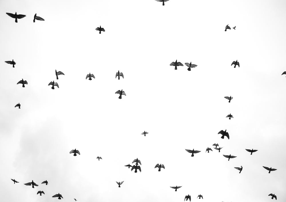 Flight And Freedom 03