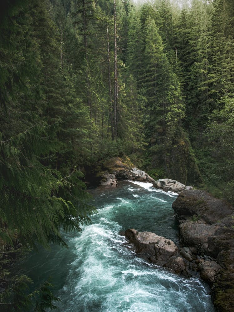 A Pacific Northwest Forest River