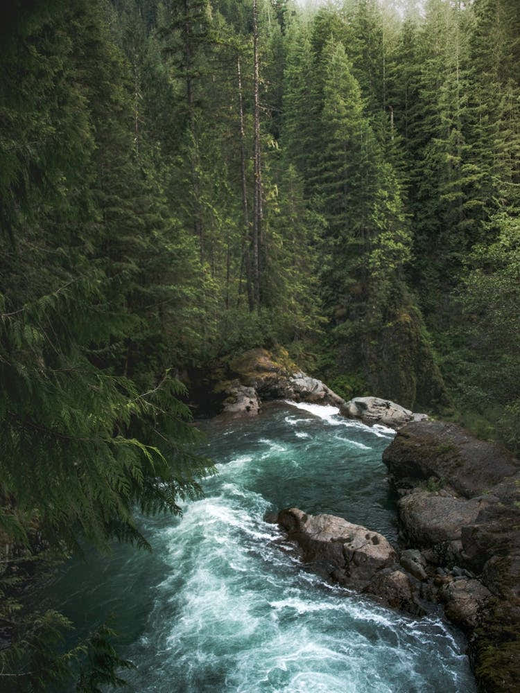 A Pacific Northwest Forest River