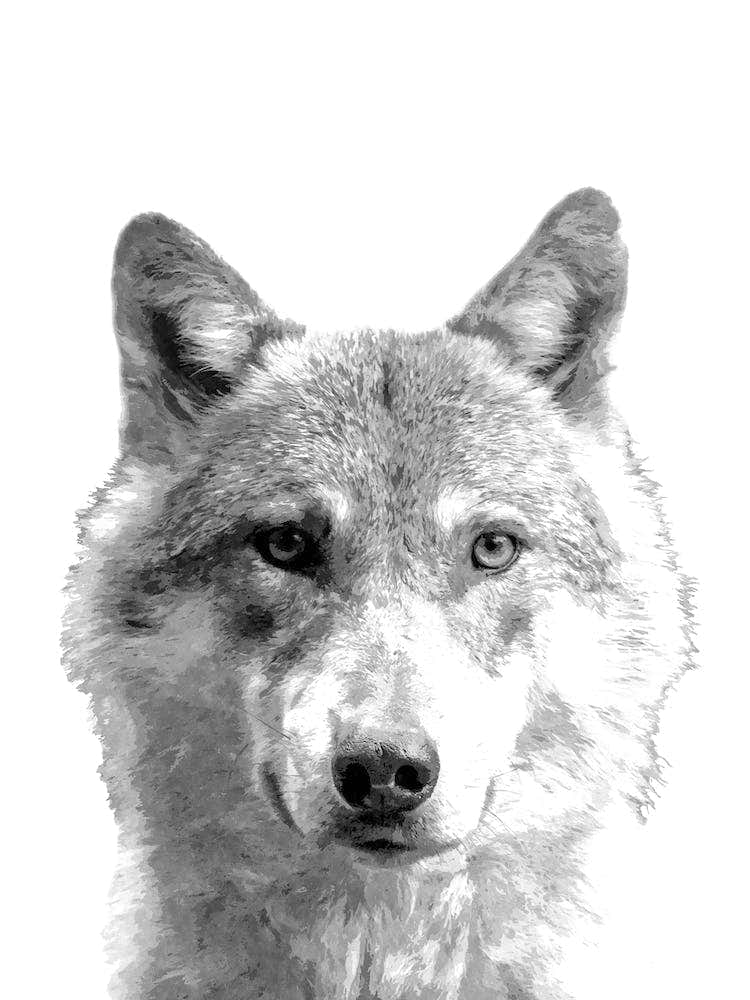 Black and White Wolf Illustration