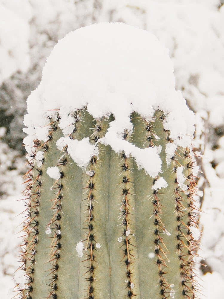 Saguaro In Snow