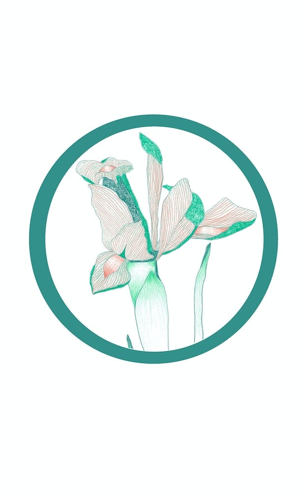 Iris Hybrid