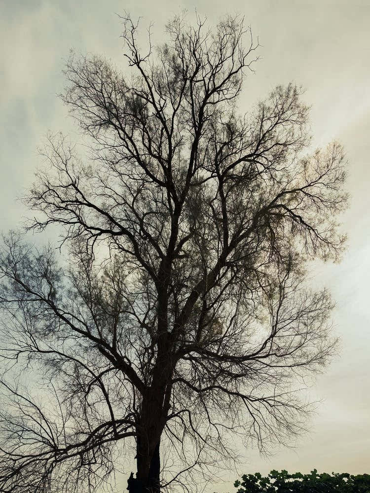 Silhouette Of Bare Tree 3