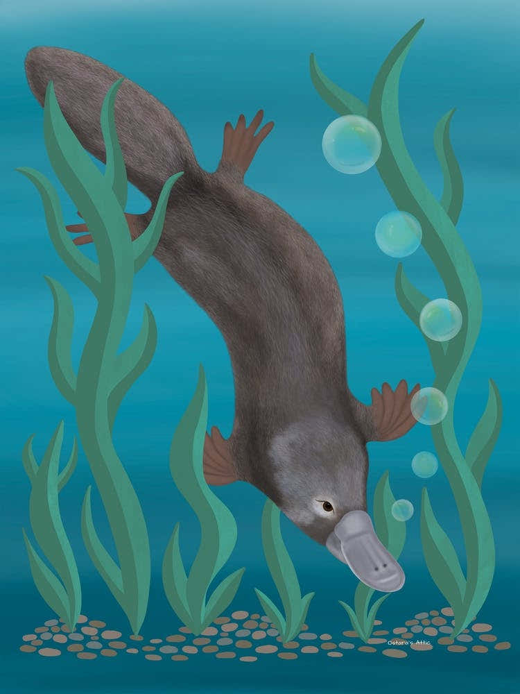 Platypus Swimming Underwater