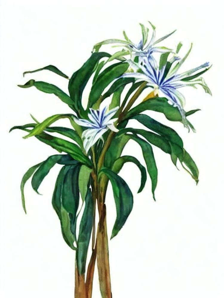 African Lily (Agapanthus Africanus) Watercolor