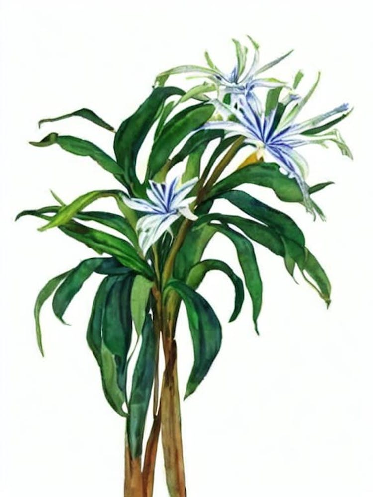 African Lily (Agapanthus Africanus) Watercolor