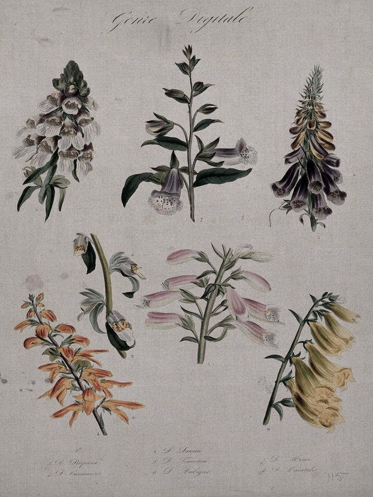 Collection Of Flowers