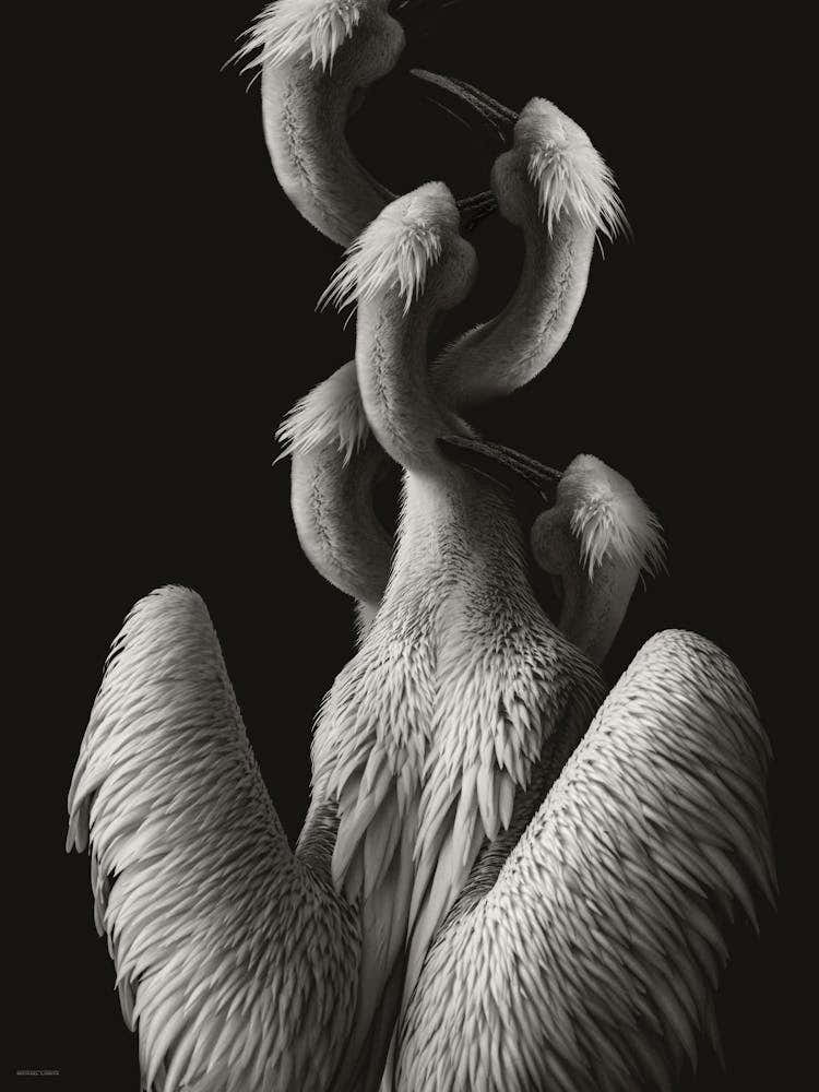 Pelican