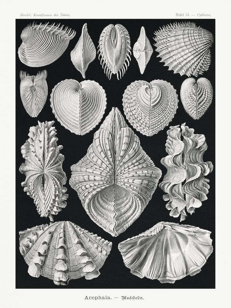 Acephala–Muscheln, Ernst Haeckel