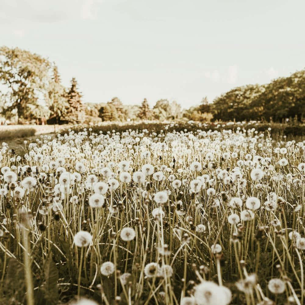 Dandelion Meadow Square