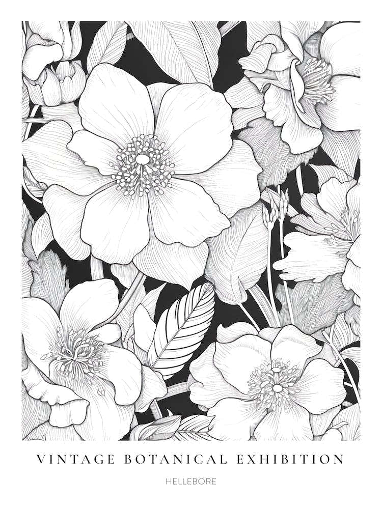 Hellebore B&W Vintage Botanical Poster