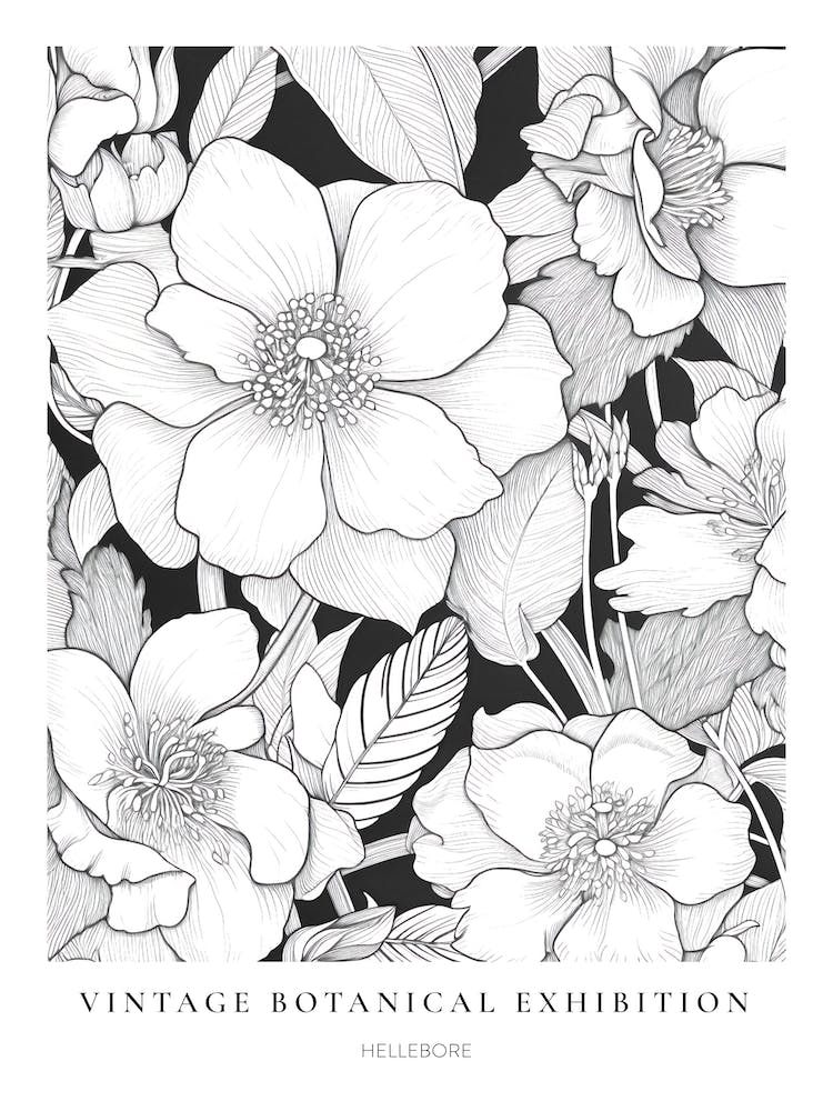 Hellebore B&W Vintage Botanical Poster