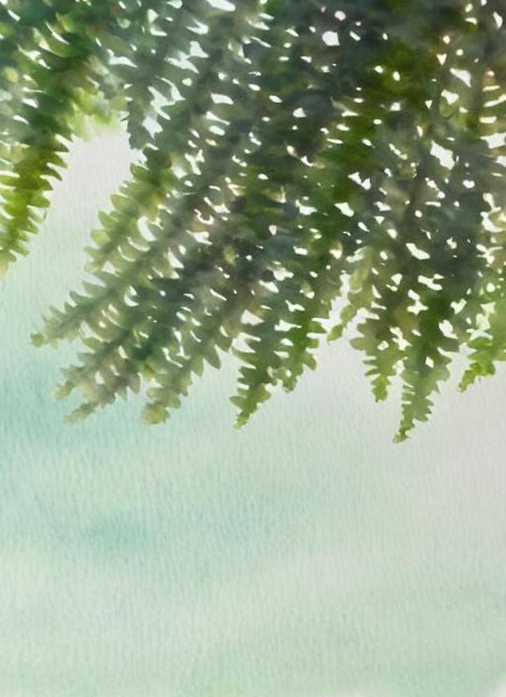 Acropora Loripes Storybook Watercolour