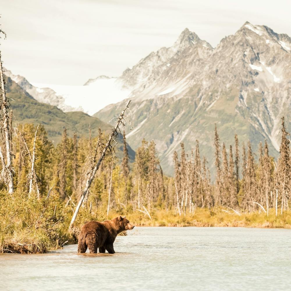 Grizzly Bear In Lake Square