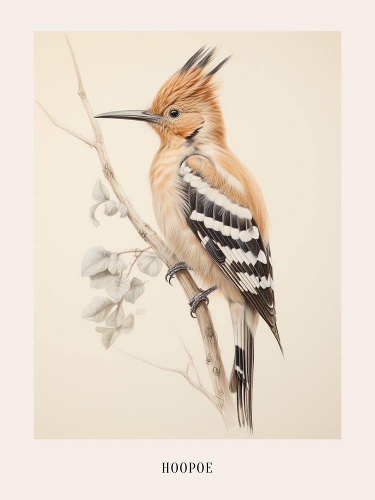 Vintage Bird Drawing Hoopoe 2 Poster