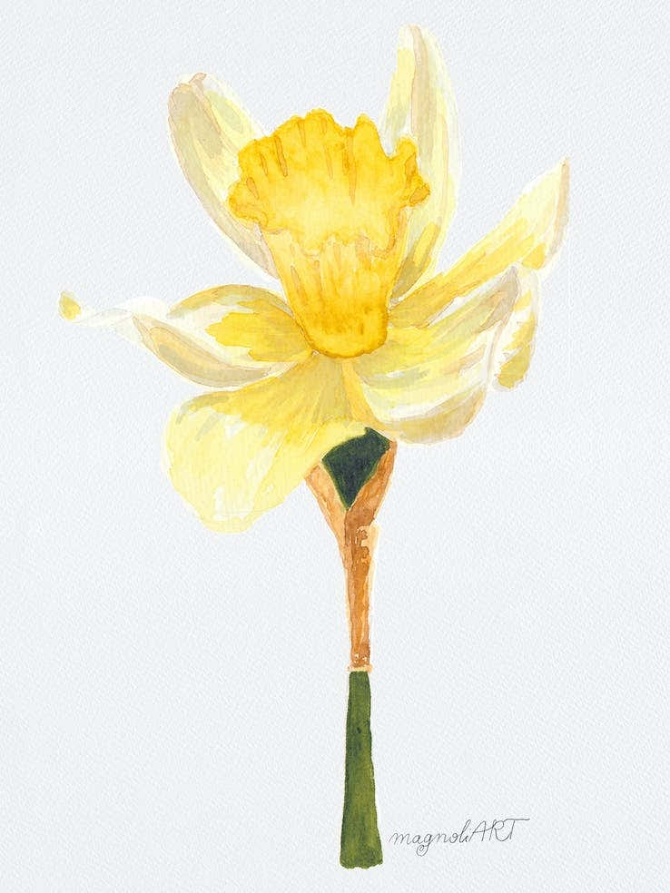 Daffodil 2