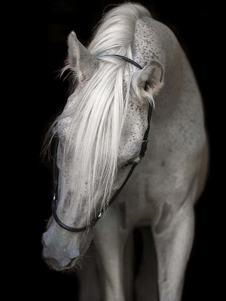 White Horse 1