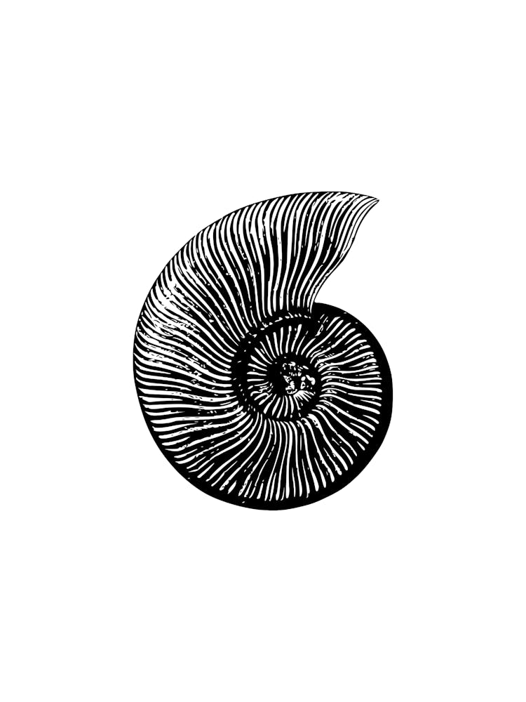 Nautilus Shell