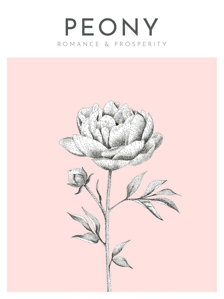 Peony Print Modern Flower Poster Bamber Prints