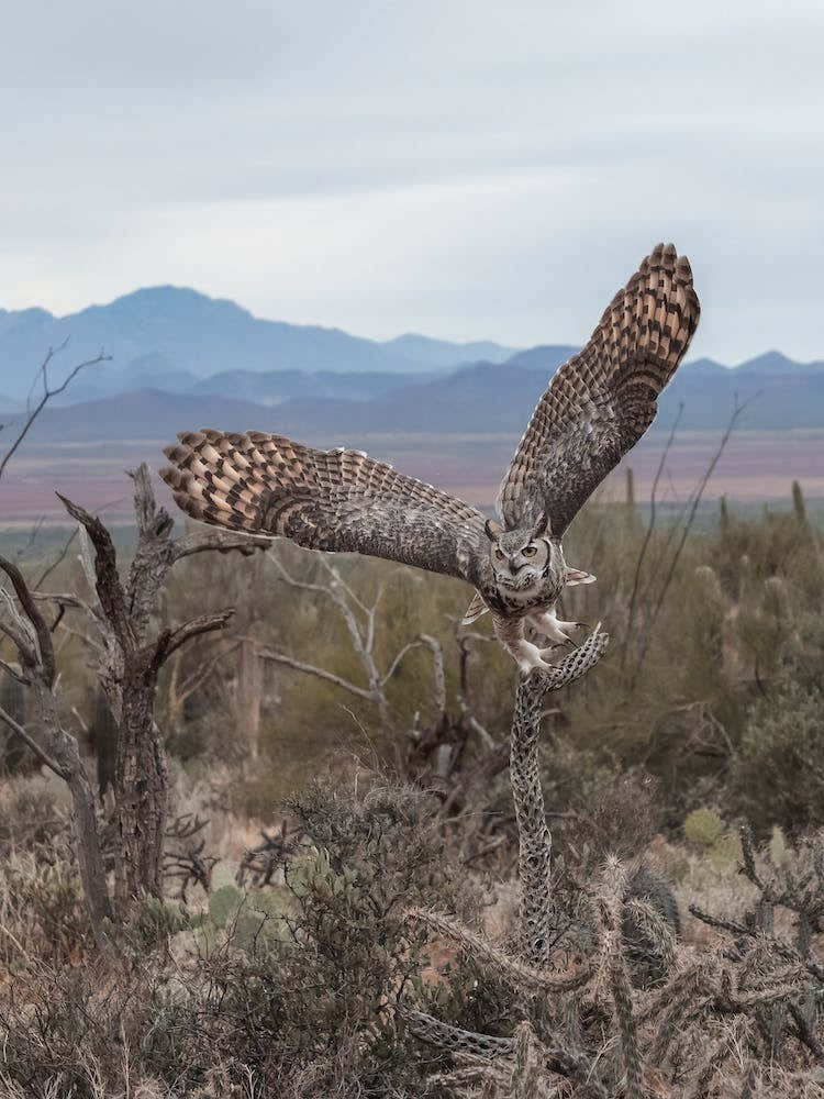 Desert Great Horned Owl