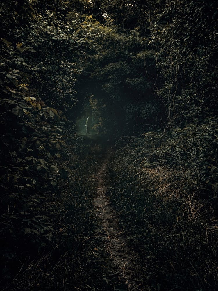 A Вark Path In A Green Forest With An Old Man.
