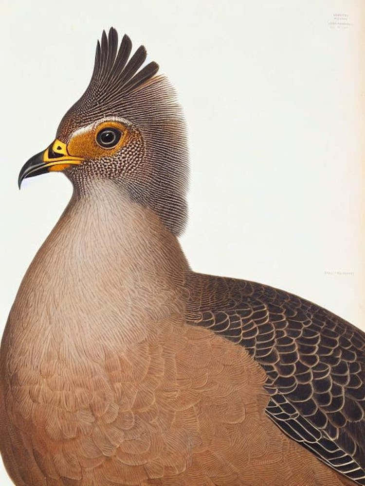 Grouse James Audubon Vintage Style Bird