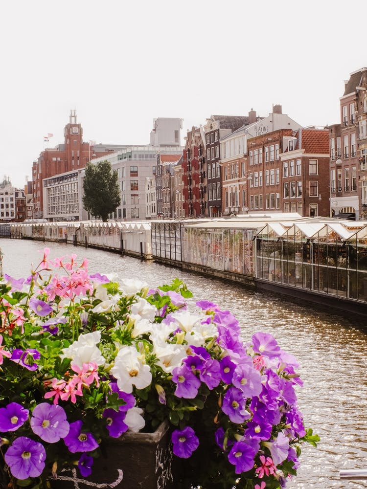 Flower Market In Amsterdam, Travel