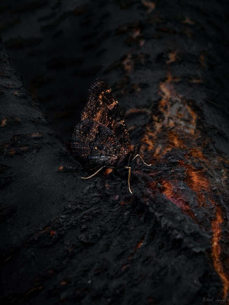 Black Butterfly With Orange Wings On A Lava Tree 1