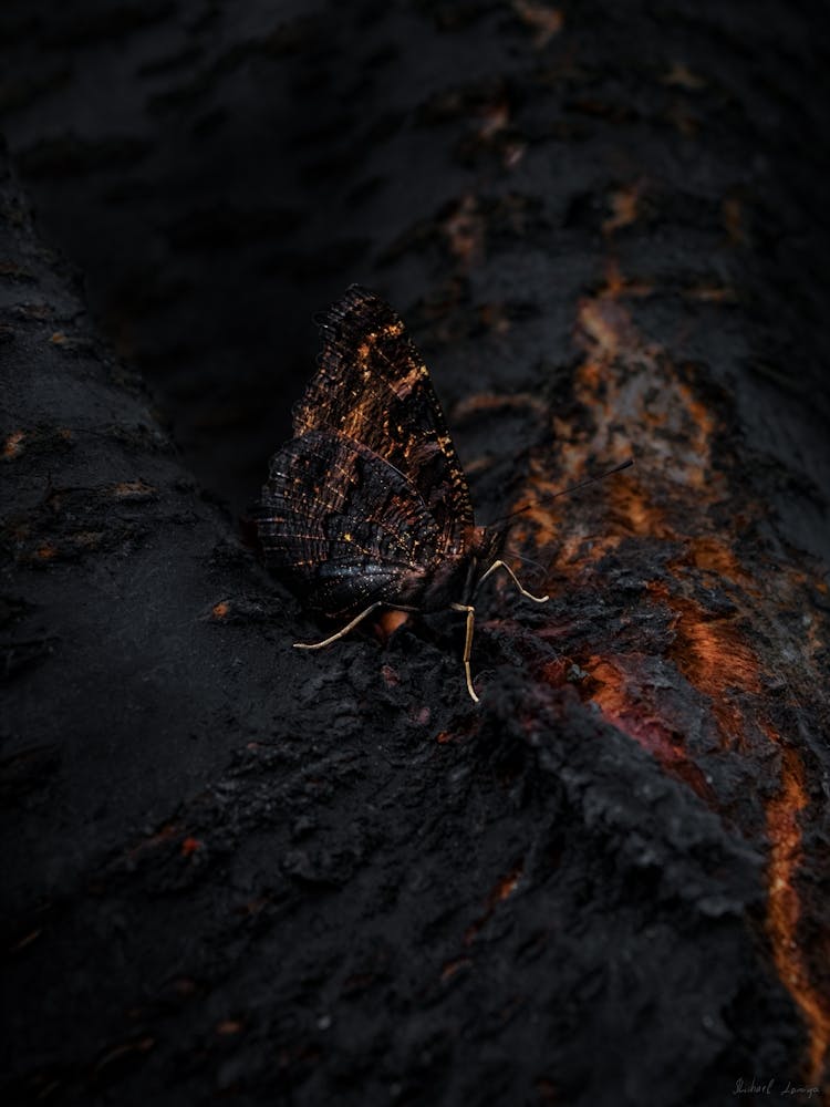 Black Butterfly With Orange Wings On A Lava Tree 1
