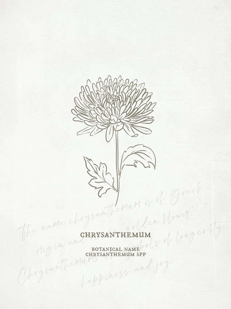 Chrysanthemum Birth Flower | Antique