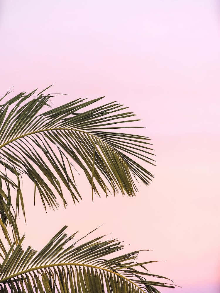 Pink Palm Sunset