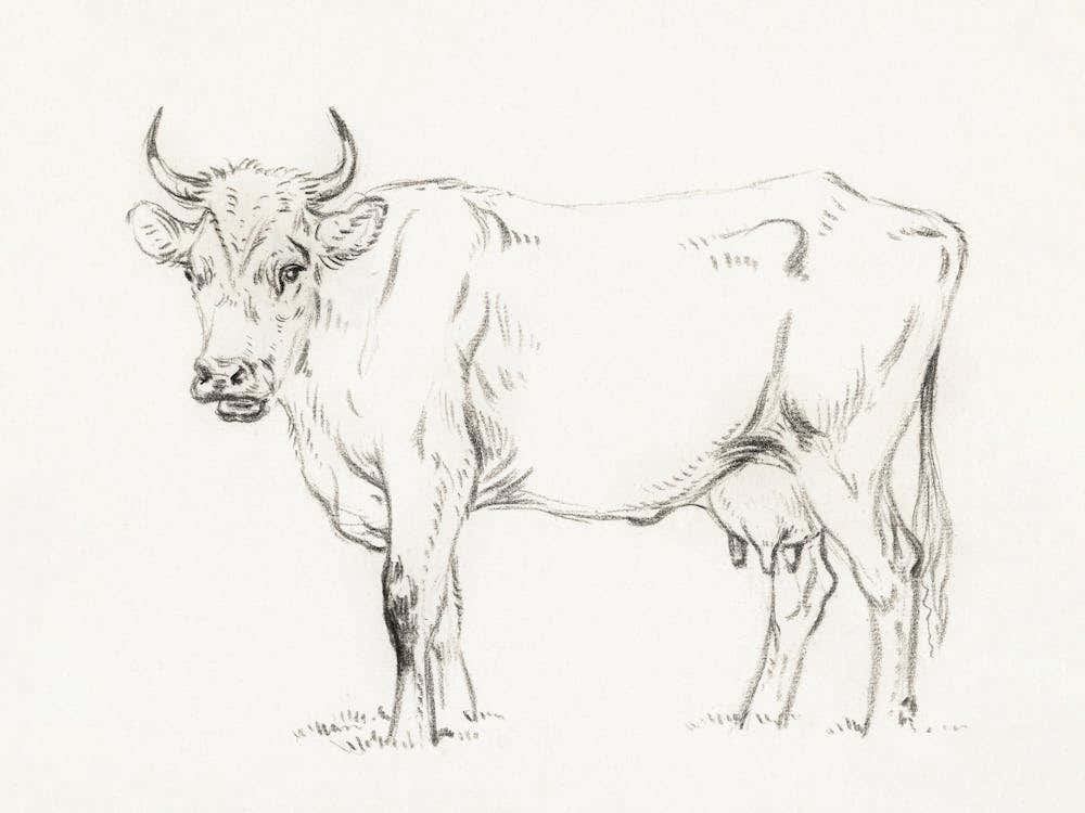 Standing Cow 3, Jean Bernard