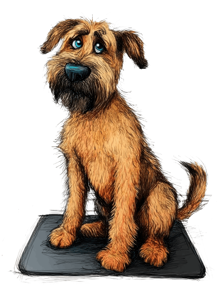 Boxerdoodle 2