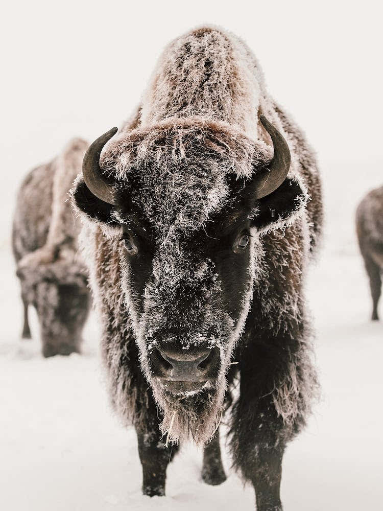 Snowy Winter Bison