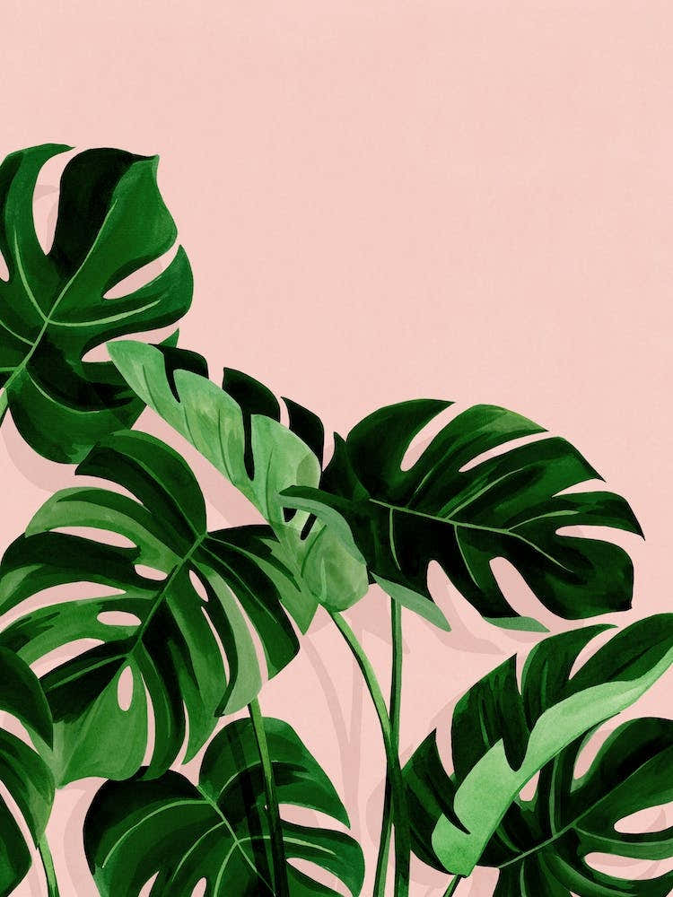 Monstera