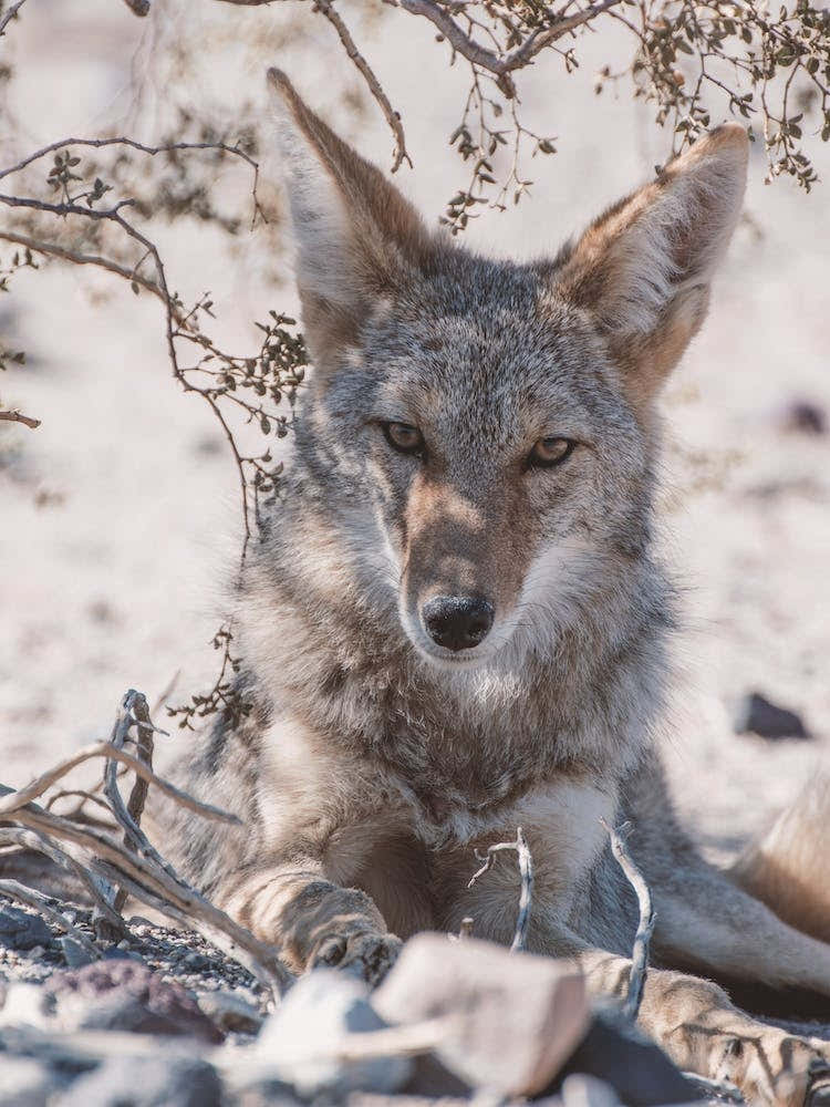 Desert Coyote
