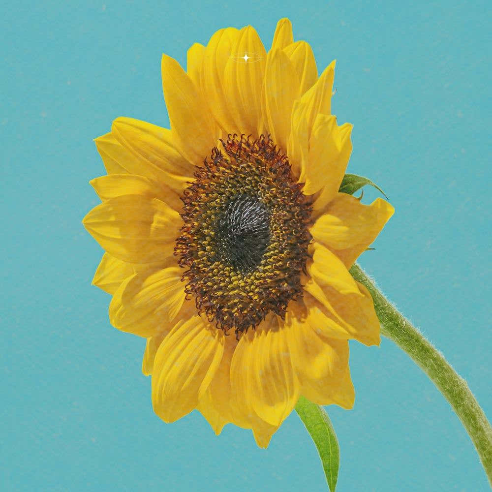 Sunflower 11