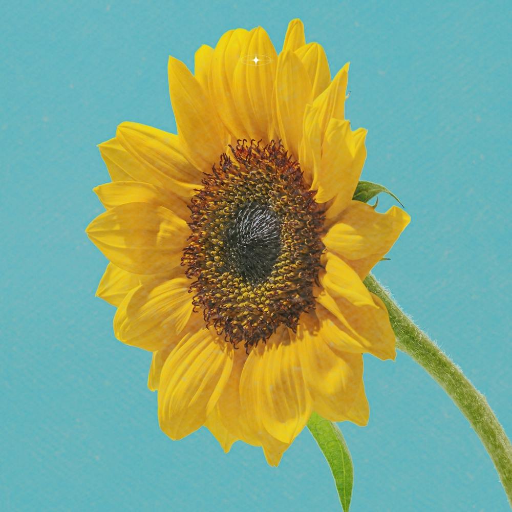 Sunflower 11