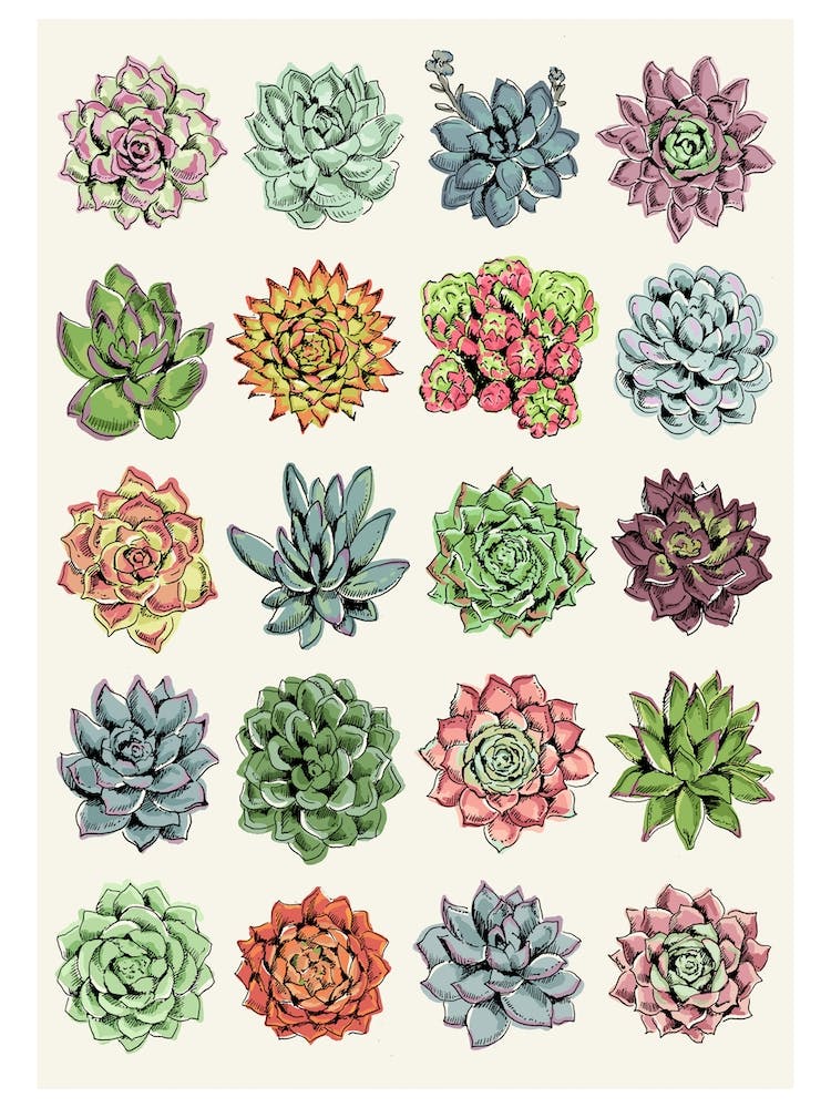 Succulents