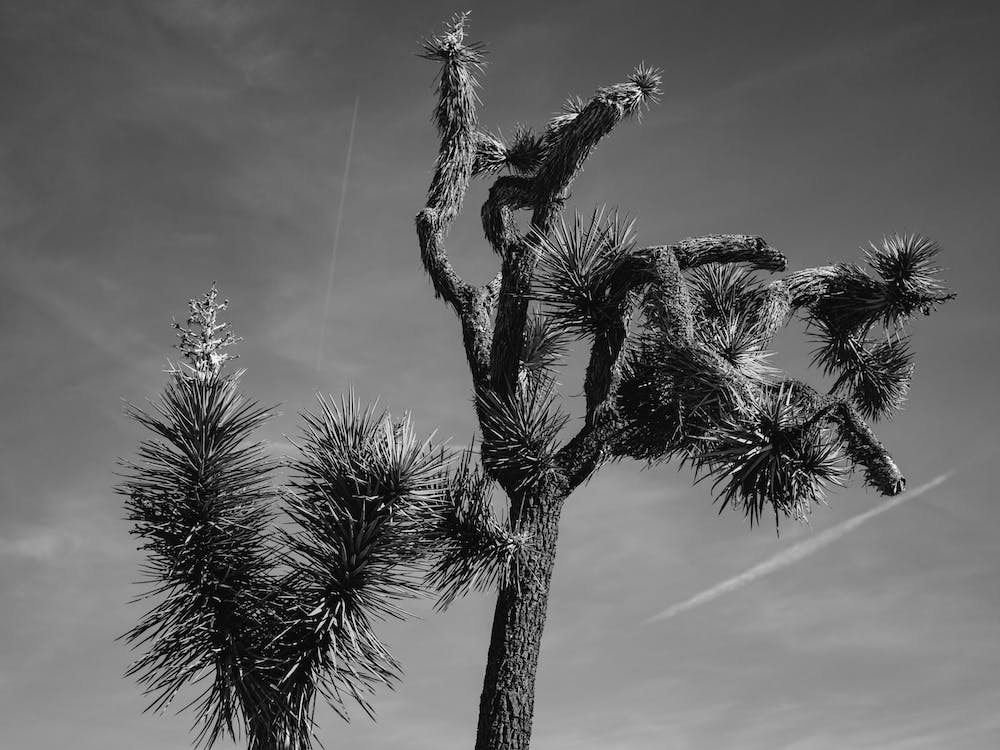 Joshua Tree National Park XXV