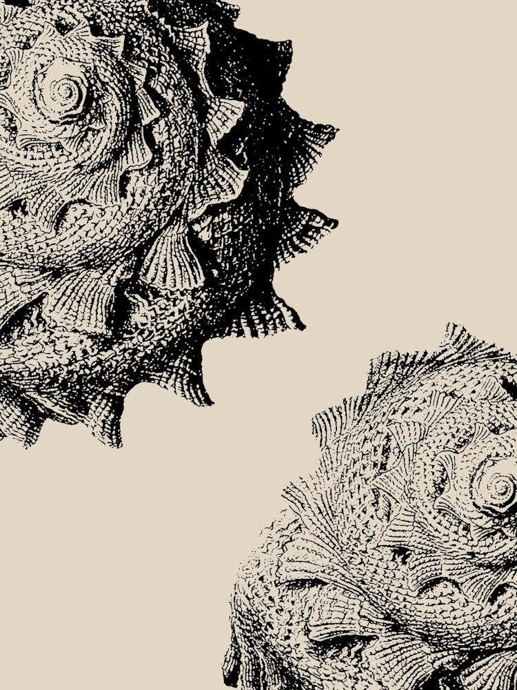 Seashell in Black, Beach Decor, Minimalist Coastal Art 1