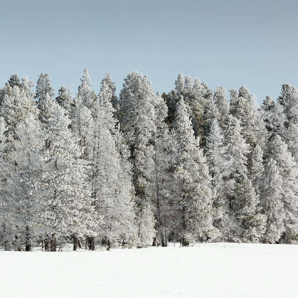 Winter Trees Yellowstone National Park
