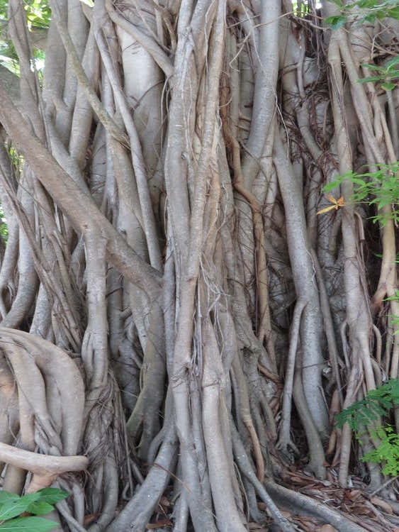 Banyan Tree Tropical Multistem The Maldives