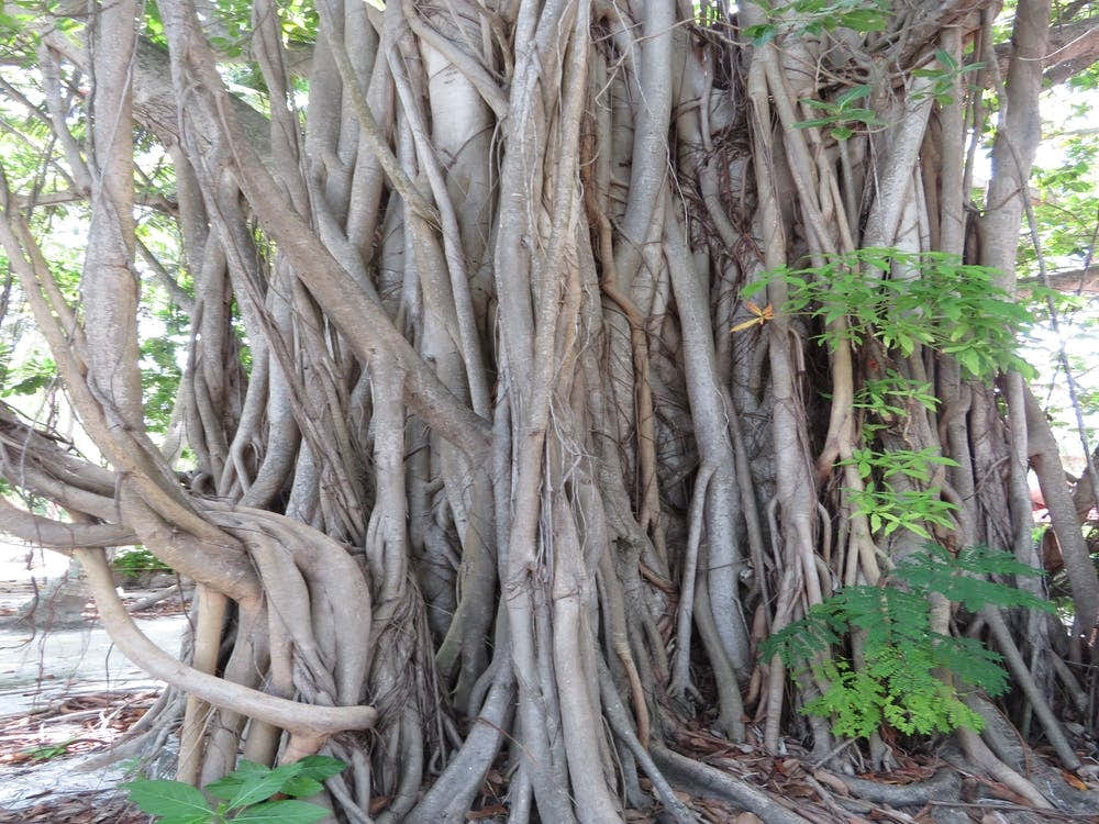 Banyan Tree Tropical Multistem The Maldives