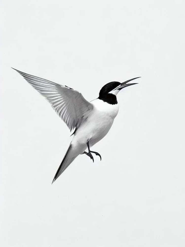 Common Tern B&W Pencil Drawing 3 Bird