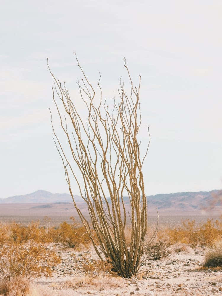 Ocotillo Cactus Desert