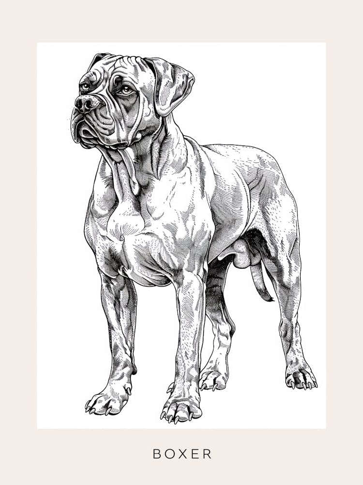 Boxer Dog Line Sketch 3 Poster