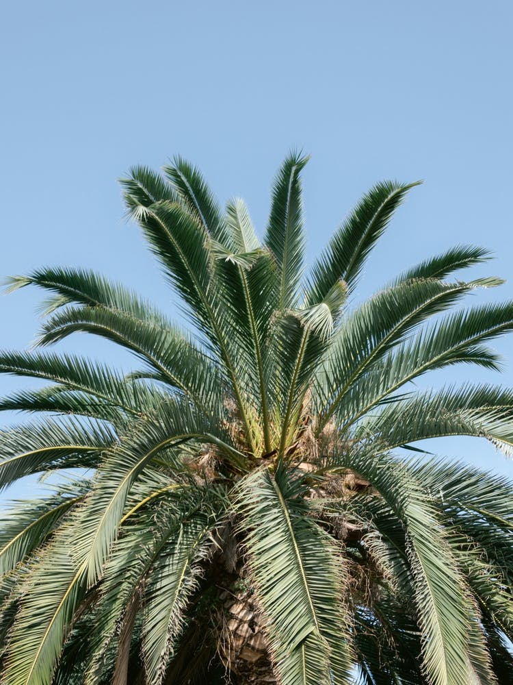 Palm Tree Against Blue Sky, Tenerife, Canary Islands