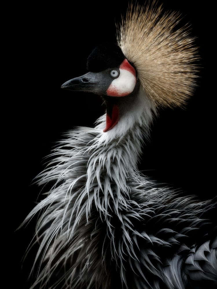 Crowned Cranes Portrait